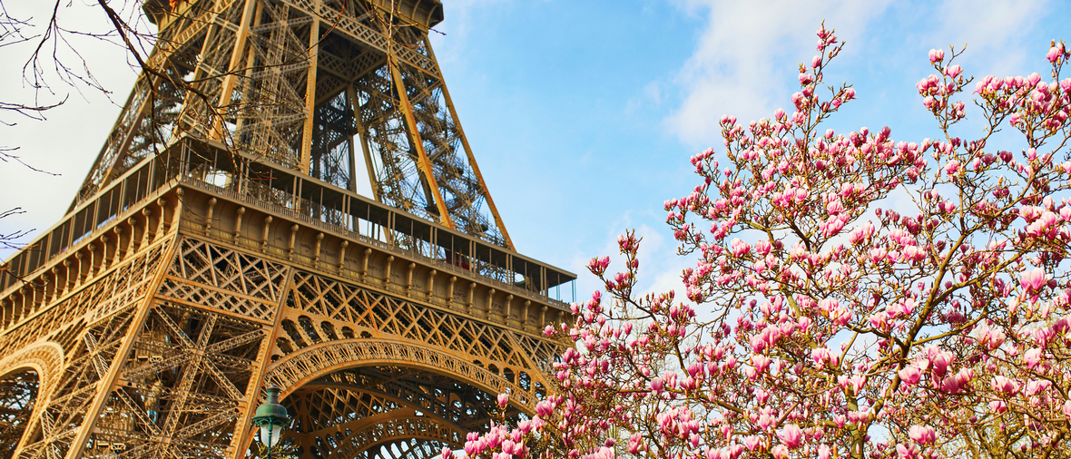 Pink magnolia in full bloom and Eiffel tower over the blue sky. Spring in Paris, France