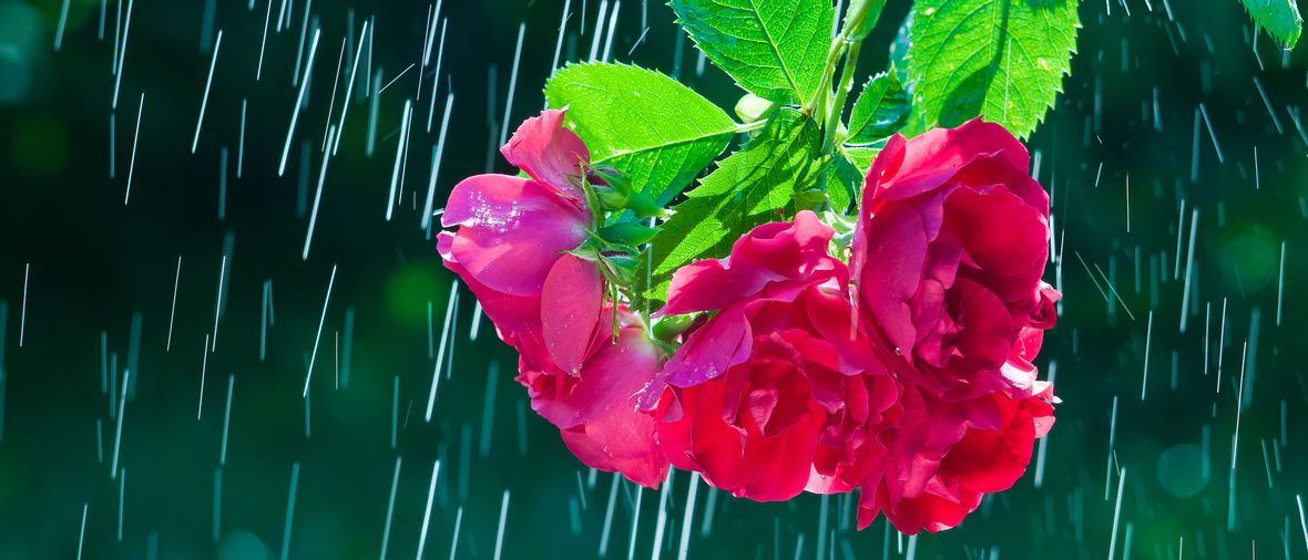 Branch with red rose flowers on the background of rain drops tracks