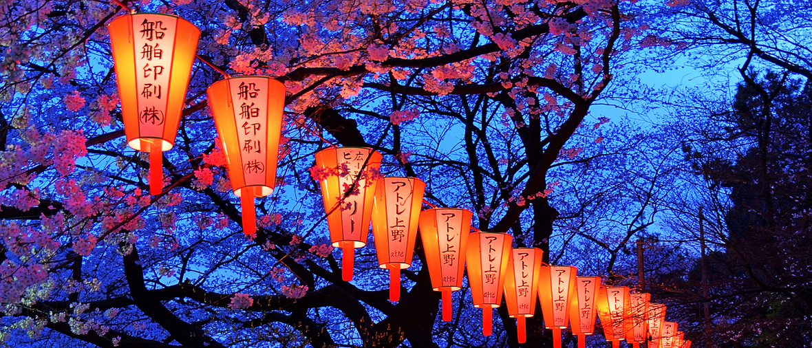 Beautiful light and colour of Japanese lanterns and cherry blossoms in Cherry-Blossom Viewing (お花見) Festival at Ueno park, Tokyo, Japan.