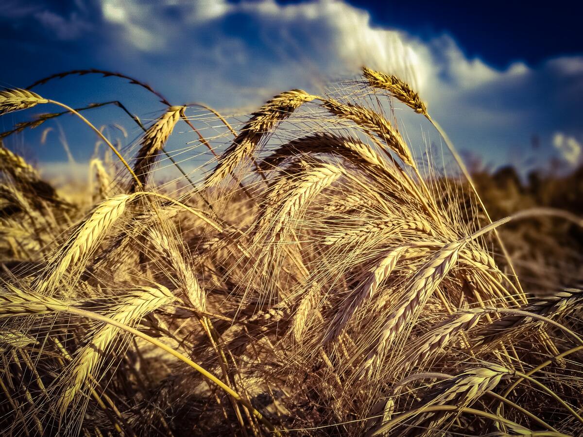 People-in-nature-sky-grain-rye-barley-food-grain-1498115-pxhere.com