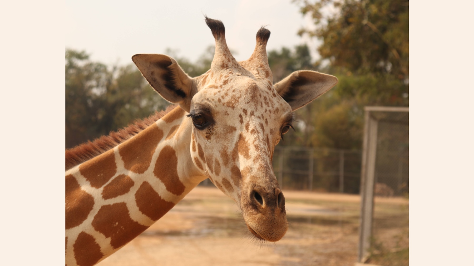 giraffe-giraffidae-terrestrial-animal-mammal-vertebrate-wildlife-1605397-pxhere.com_16x9