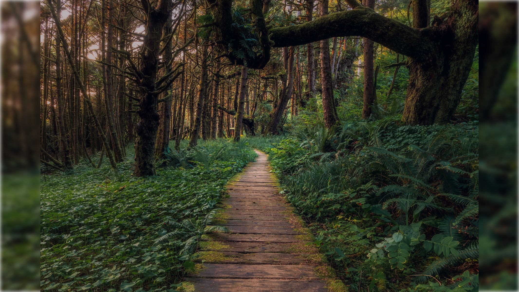 forest-49993278088_08ea00ed09_k_16x9